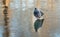 A gray pigeon bird is on a pond with a thin colored ice mirror with beautiful reflections in a park