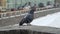 Gray pigeon in a city at winter flying
