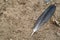 Gray pigeon feather laying on sand ground