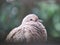 gray pigeon on green background