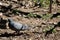 The gray pigeon lives freely on the ground and feeds on the ground.