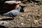 The gray pigeon lives freely on the ground and feeds on the ground.