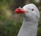 Gray pigeon portrait