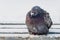 A gray pigeon with rainbow neck and bright eyes is on an old shabby gray wooden bench with white snow on a white background in the