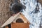 A gray pigeon with rainbow neck and bright eyes sits on a yellow bird and squirrel feeder house from plywood in the park