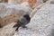 Gray pigeon on the sea shore and stones without people on a  day