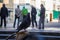 Gray pigeon sitting in outdoor cafe on blurred background with unknown people. Dove on the street looking at camera.