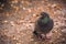 Gray Pigeon Standing on the Ground