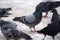 Gray pigeon on winter