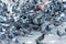 Gray pigeons on the street