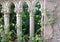 Gray pillars and ivy