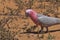 Gray and pink Galah bird foraging with plant stem in its beak