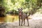 Gray pit mix dog at a wooded park standing next to a creek