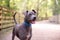Gray pit mix dog at a wooded park on wood boardwalk