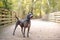 Gray pit mix dog at a wooded park on wood boardwalk