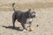 Gray pitbull at the beach with a toy