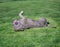 Gray pitbull enjoying a roll in the grass