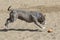 Gray Pitbull pouncing on a toy in the sand