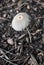 Gray Pleated Inkcap Mushroom with Radial Grooves