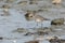 Gray plover, Pluvialis squatarola, in winter plumage