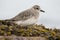 Gray plover, Pluvialis squatarola, with winter plumage resting on a rock. Spain