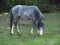 Gray pony on pasture, cute little animal on meadow