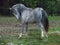 Gray pony on pasture, cute little animal on meadow