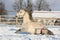 Gray pony rolling in the snow