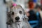 Gray poodle dog getting groomed at dog show contest, detail on funny looking face, pink rubber band in hair