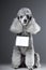 Gray poodle dog with tablet for text on grey