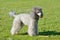 Gray poodle on a green lawn