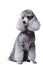 Gray poodle on isolated white background