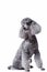 Gray poodle on isolated white background
