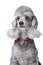 Gray poodle with leather collar on isolated white