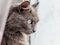 A gray pure-bred cat looks at the window as it rains. Drops of