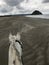 Gray quarter horse on beach in Morro Bay, California at low tide with morro rock