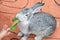 Gray rabbit