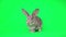 Gray rabbit