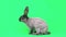 Gray rabbit