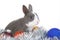 Gray rabbit and christmas decoration, isolated