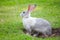 Gray rabbit digs a hole on green grass