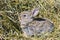 Gray rabbit on Dry Grass. Small bunny domestic pet