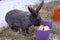 The gray rabbit is eating. A beautiful fluffy animal eats apples from an iron bucket.