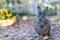 Gray rabbit in fall garden surrounded by crispy leaves and mums copy space