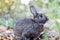 Gray rabbit in fall garden surrounded by crispy leaves and mums copy space