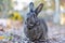 Gray rabbit in fall garden surrounded by crispy leaves and mums copy space