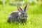 Gray rabbit in green grass
