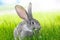 Gray rabbit in green grass