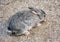 Gray rabbit on the ground
