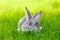 Gray rabbit hiding in green grass